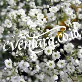 Dekorasi bunga babys breath