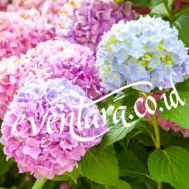 Dekorasi bunga hydrangea