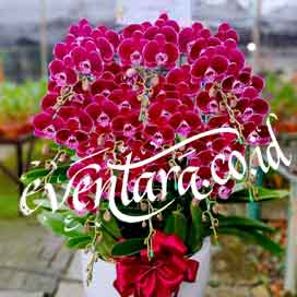 Dekorasi bunga anggrek bulan