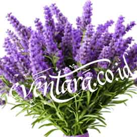 Dekorasi bunga lavender